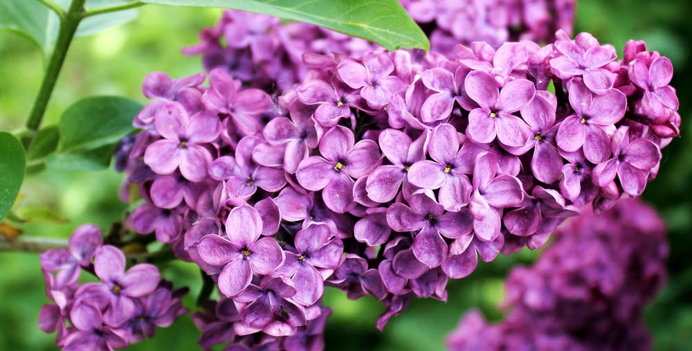 Lila syren, sommar, gröna blad